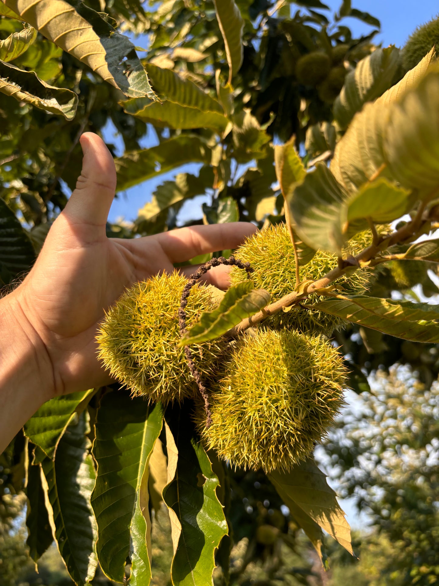 Chestnuts by the Pound