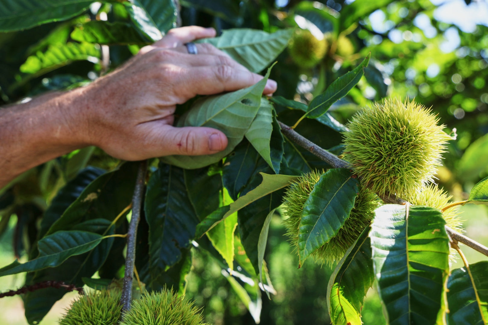Rock County Chestnuts