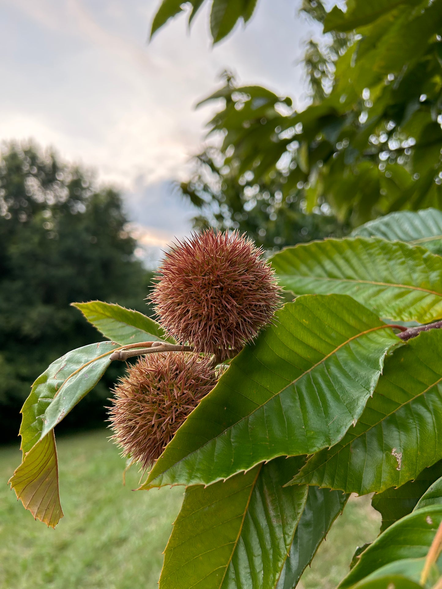 Chestnuts by the Pound