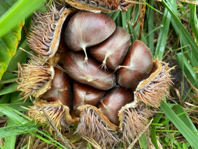 Chestnuts by the Pound