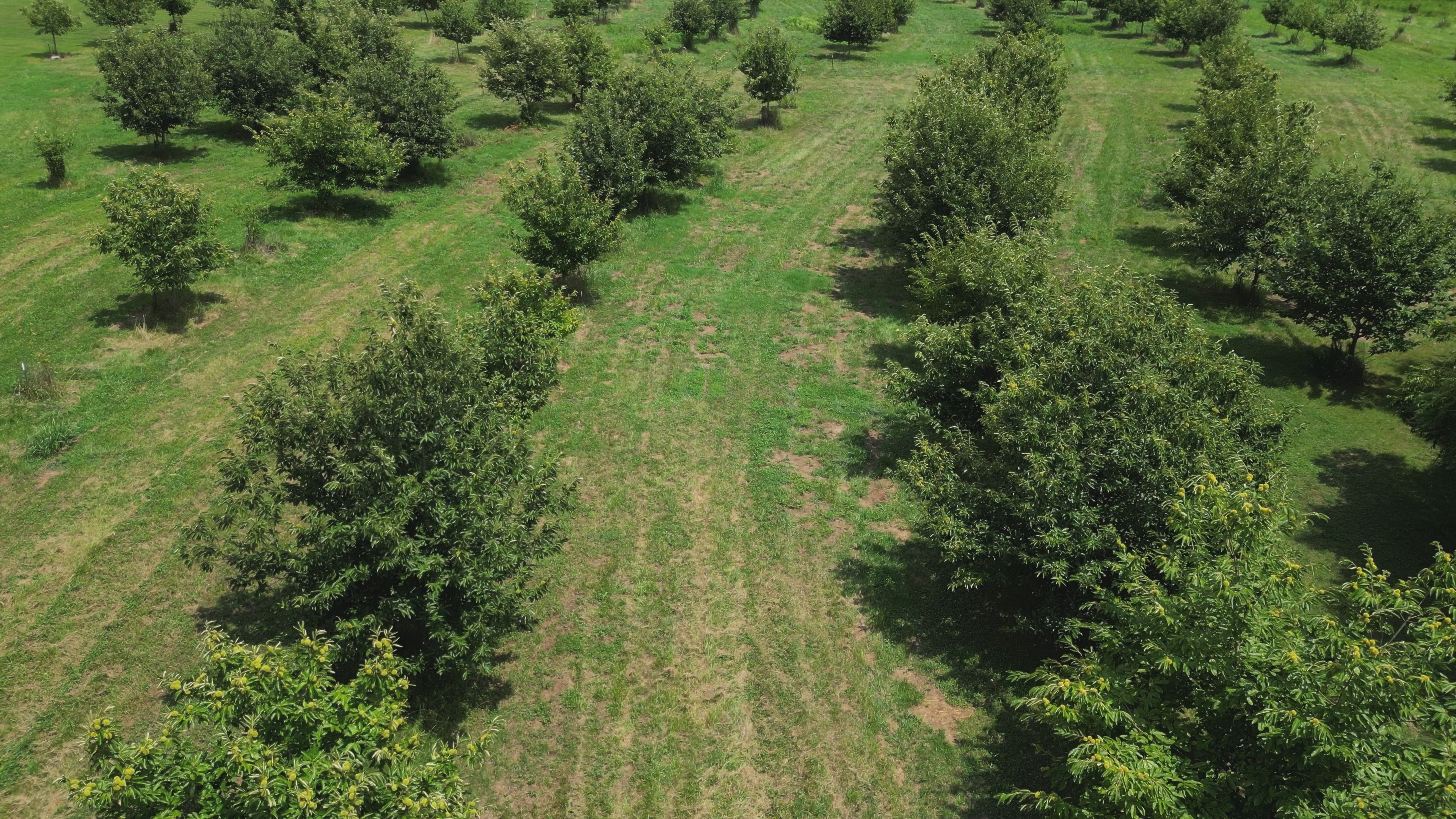 Load video: video of chestnut orchard